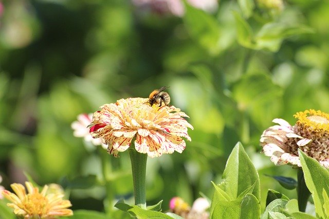 Free download Nature Flowers Bee -  free photo or picture to be edited with GIMP online image editor