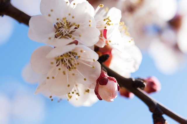 Free download Nature Flowers Cherry -  free photo or picture to be edited with GIMP online image editor