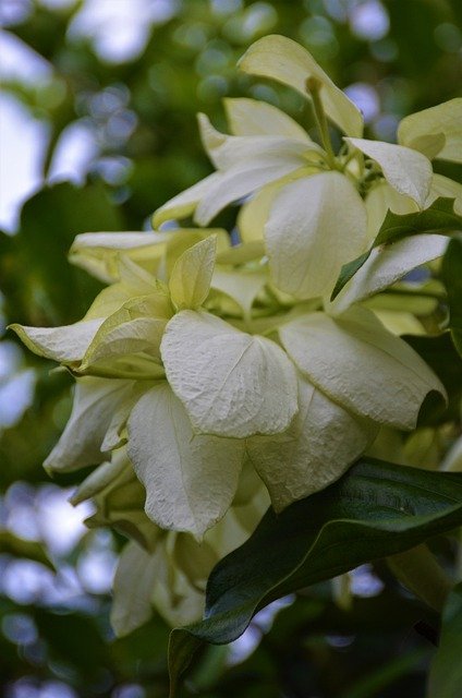 Free download nature flowers green leaves forest free picture to be edited with GIMP free online image editor