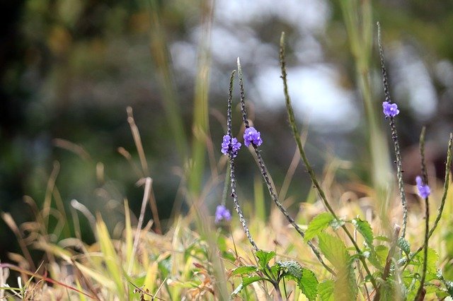 Free download Nature Flowers Meadows -  free photo or picture to be edited with GIMP online image editor