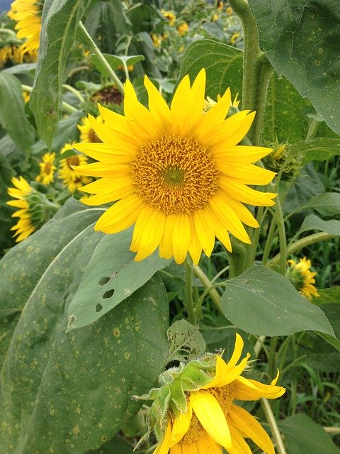 Free download Nature Flowers Sunflower -  free photo or picture to be edited with GIMP online image editor