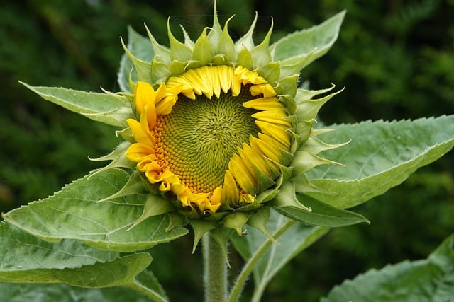 Free download nature flower sunflower botany free picture to be edited with GIMP free online image editor