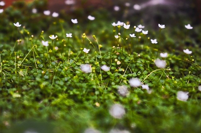 Free download Nature Flowers White Green -  free photo or picture to be edited with GIMP online image editor