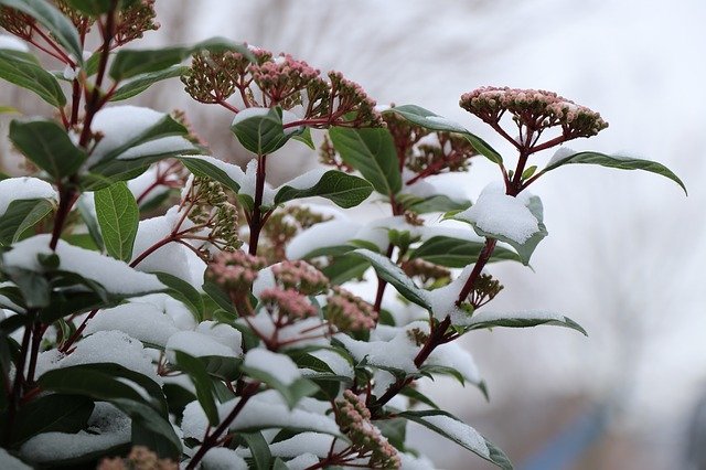 Free download Nature Flower Winterbloeier free photo template to be edited with GIMP online image editor