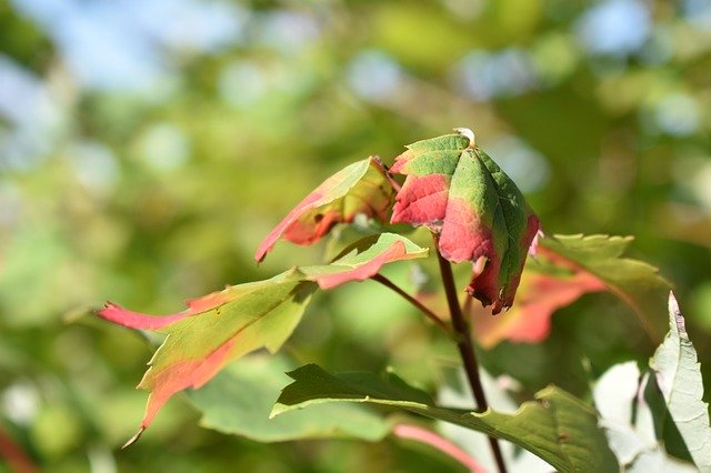 Free download Nature Foliage -  free photo or picture to be edited with GIMP online image editor