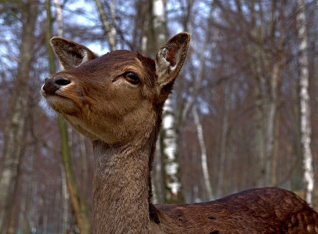 Free download nature forest mammal roe species free picture to be edited with GIMP free online image editor