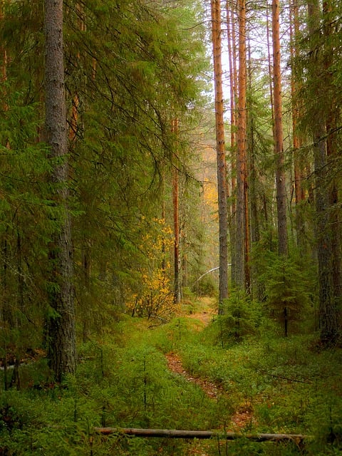 Free download nature forest north path autumn free picture to be edited with GIMP free online image editor