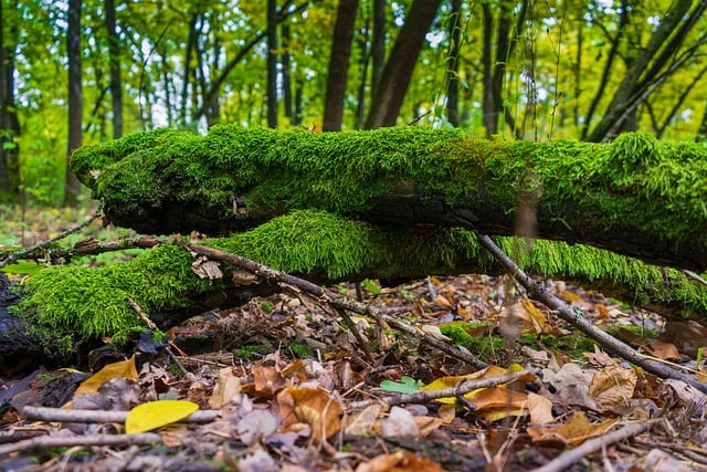 Free download nature forest trees branches free picture to be edited with GIMP free online image editor