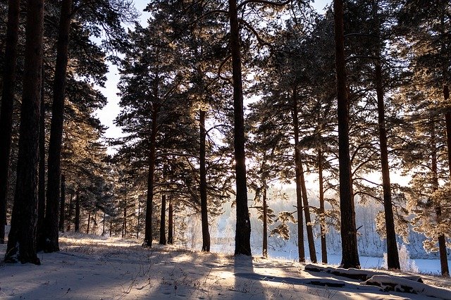 Unduh gratis Nature Forest Winter - foto atau gambar gratis untuk diedit dengan editor gambar online GIMP