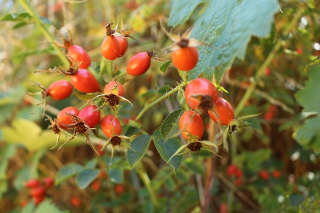 Free download Nature Fruits Summer -  free photo or picture to be edited with GIMP online image editor