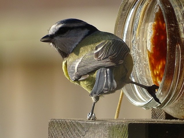 Free download Nature Garden Great Tit -  free photo or picture to be edited with GIMP online image editor