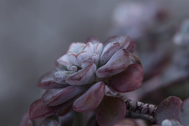 Free download nature garden succulent growth free picture to be edited with GIMP free online image editor