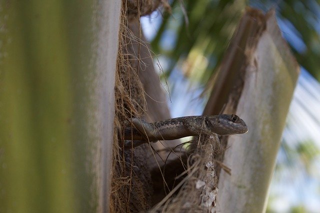 Free download Nature Gecko Lizard -  free photo or picture to be edited with GIMP online image editor