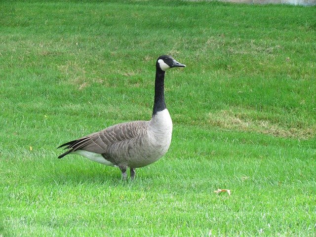 Free download Nature Geese -  free photo or picture to be edited with GIMP online image editor