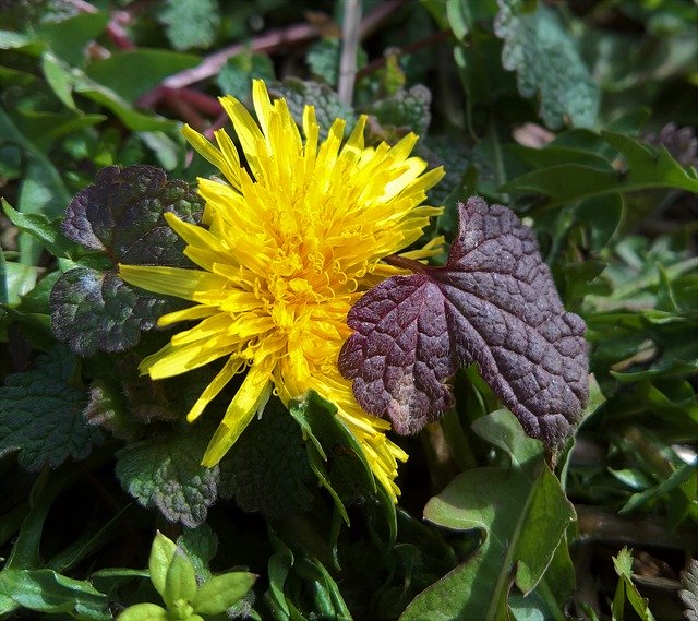 Free download Nature Grass Dandelion -  free photo or picture to be edited with GIMP online image editor