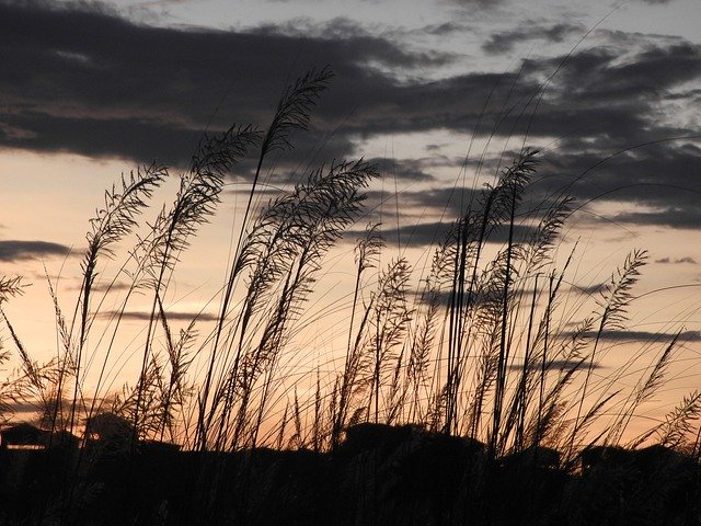 Free download Nature Grass Flower -  free photo or picture to be edited with GIMP online image editor