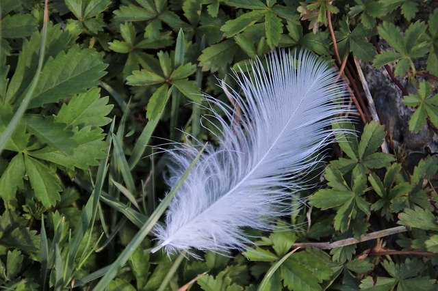 Free download Nature Grass White A -  free photo or picture to be edited with GIMP online image editor