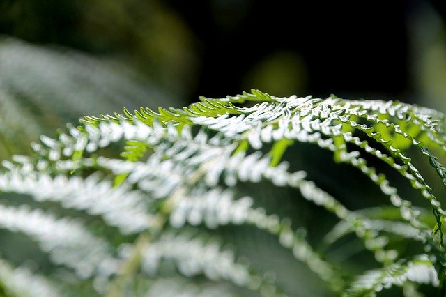 Nature Green Forest