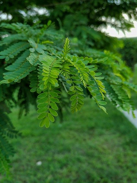 Free download Nature Green Leaves Adobe -  free photo or picture to be edited with GIMP online image editor