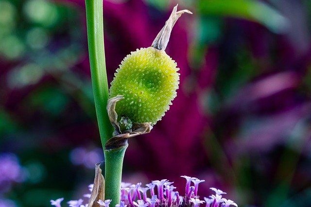 Free download Nature Green Purple -  free photo or picture to be edited with GIMP online image editor