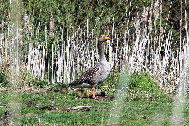 Free download Nature Hiking Geese Migratory -  free photo or picture to be edited with GIMP online image editor