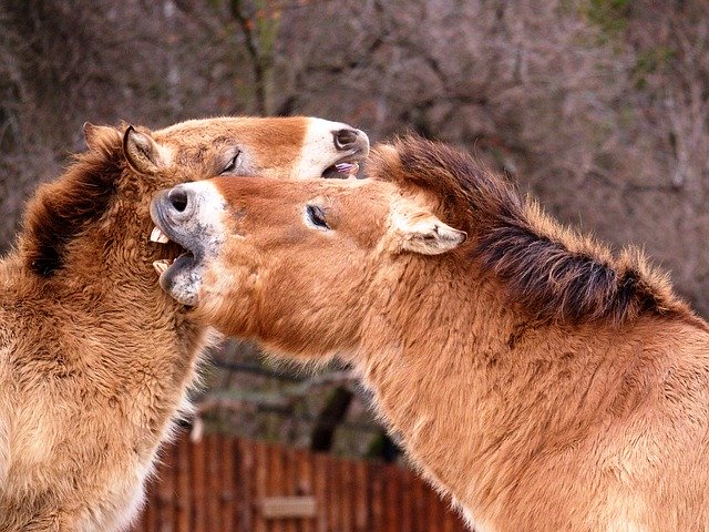 Free download Nature Horses Animal -  free photo or picture to be edited with GIMP online image editor