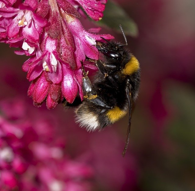 Free download Nature Hummel Pollination Close -  free photo or picture to be edited with GIMP online image editor