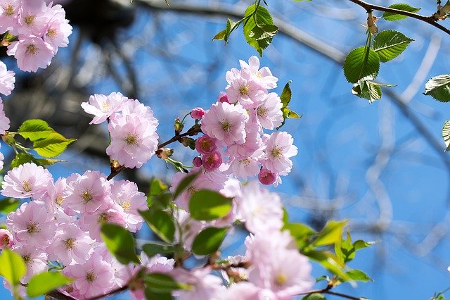 Free download Nature Inflorescence Cherry -  free photo or picture to be edited with GIMP online image editor