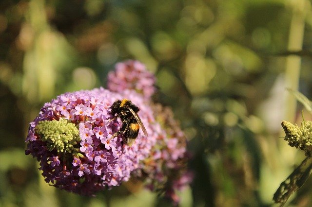 Free download Nature Insect Bee Close -  free photo or picture to be edited with GIMP online image editor