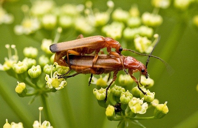 Free download Nature Insect Close Up -  free photo or picture to be edited with GIMP online image editor