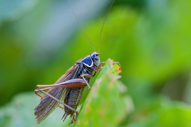 Free download nature insect grasshopper free picture to be edited with GIMP free online image editor