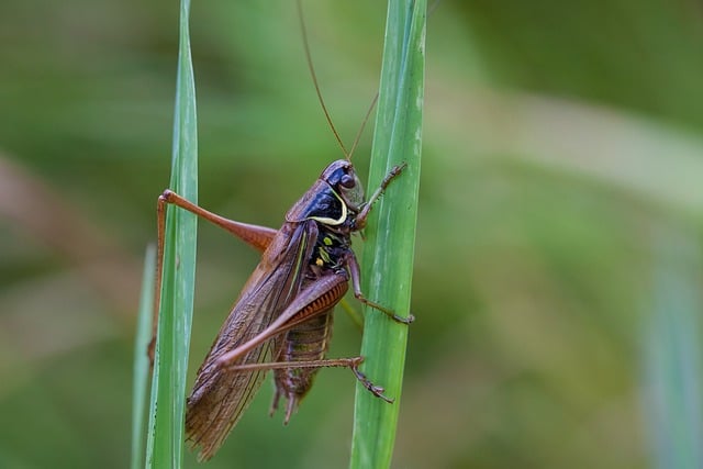 Free download nature insect grasshopper close up free picture to be edited with GIMP free online image editor