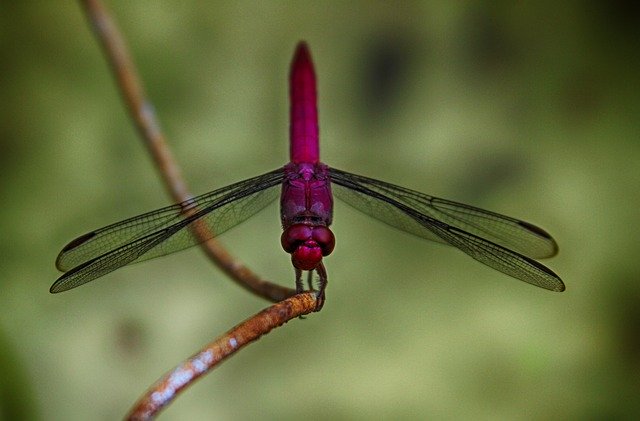 Free download Nature Insects Dragonfly -  free photo or picture to be edited with GIMP online image editor