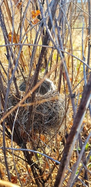 Free download Nature Jack Birds -  free photo or picture to be edited with GIMP online image editor