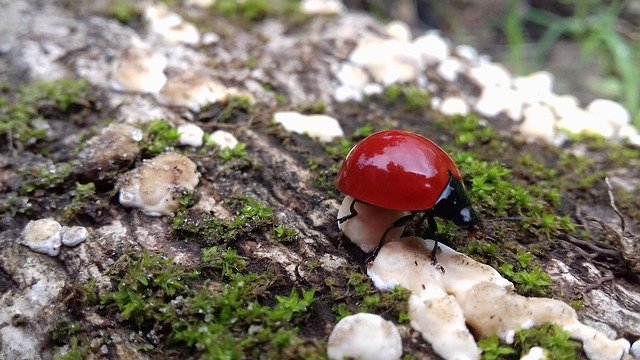 Free download Nature Ladybug -  free photo or picture to be edited with GIMP online image editor