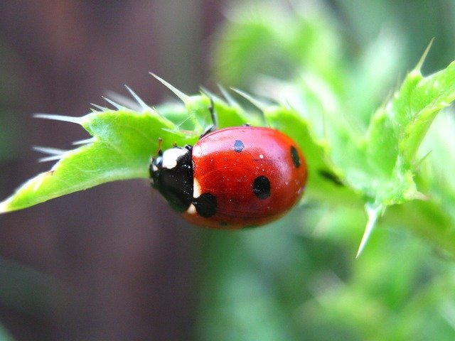 Free download Nature Ladybug Beetle -  free photo or picture to be edited with GIMP online image editor