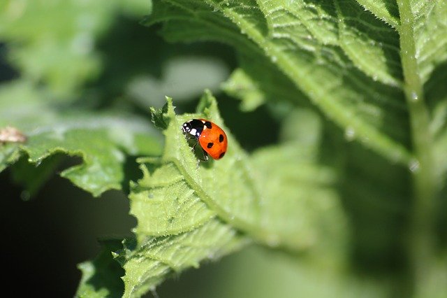 Free download Nature Ladybug Summer -  free photo or picture to be edited with GIMP online image editor