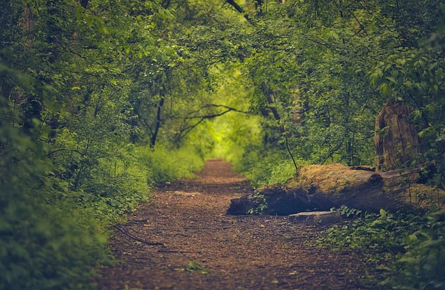 Free download nature landscape forest log trees free picture to be edited with GIMP free online image editor