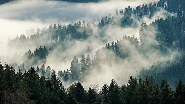 Free download nature landscape forest trees fog free picture to be edited with GIMP free online image editor