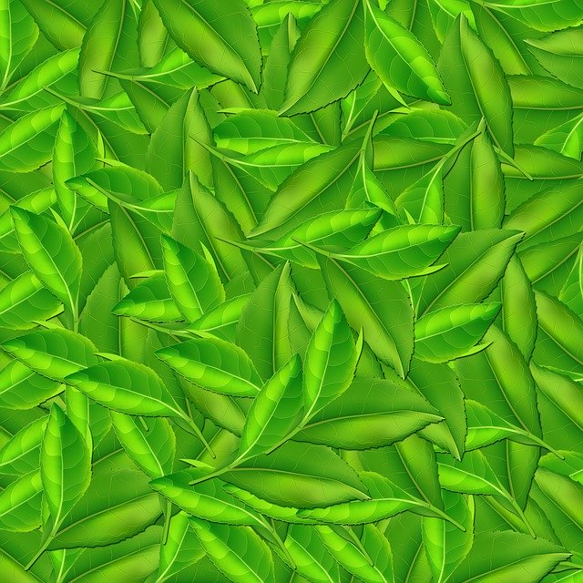 Free download Nature Leaf Background -  free illustration to be edited with GIMP free online image editor