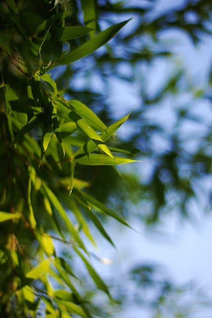 Free download nature leaves branch greens flora free picture to be edited with GIMP free online image editor