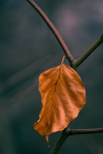 Free download nature leaves landscape branch free picture to be edited with GIMP free online image editor