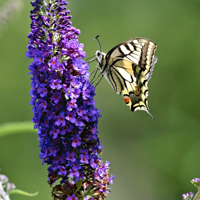 Free download nature lepidoptera butterflies free picture to be edited with GIMP free online image editor