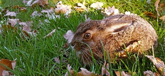 Free download Nature Long Eared Hare -  free photo or picture to be edited with GIMP online image editor