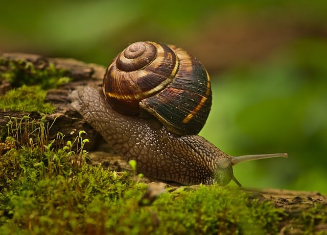 Free download nature macro snail animal shell free picture to be edited with GIMP free online image editor