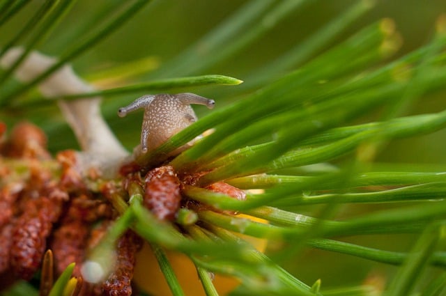 Free download nature macro snail mollusk species free picture to be edited with GIMP free online image editor