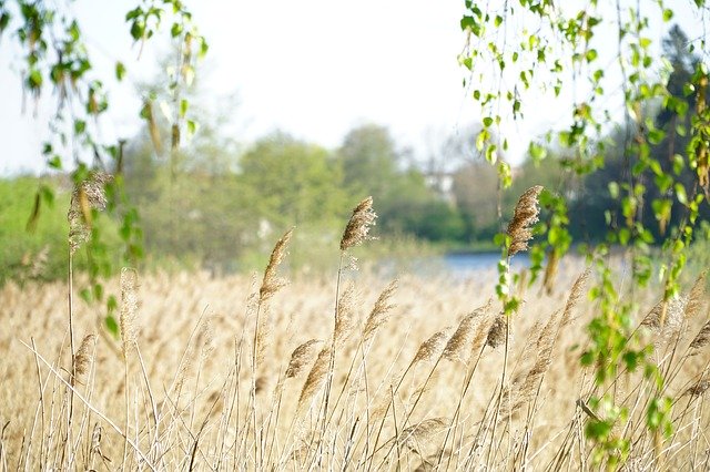 Free download Nature Meadow Spring -  free photo or picture to be edited with GIMP online image editor