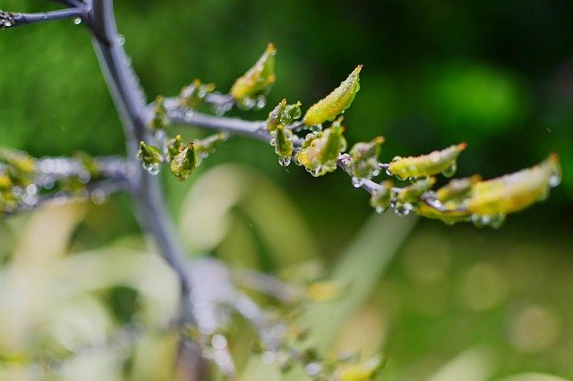 Free download Nature Morning Dew Green -  free photo or picture to be edited with GIMP online image editor