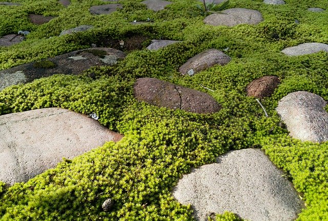 Free download Nature Moss Rock -  free photo or picture to be edited with GIMP online image editor