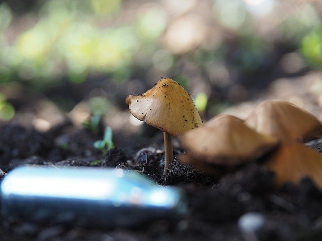 Free download Nature Mushroom Autumn -  free photo or picture to be edited with GIMP online image editor